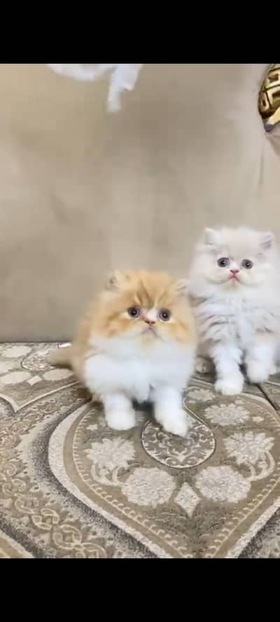 Persian kittens | triple coat | fluffy | 0327//64100//26
