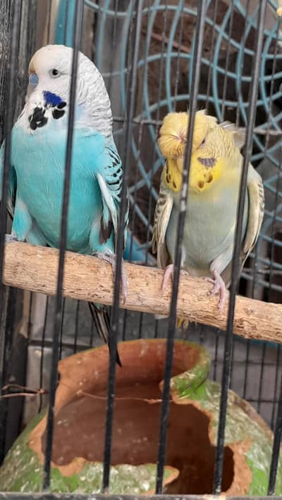 Exhibition Breeder pair