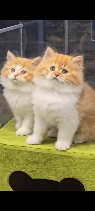 Persian kittens | triple coat | fluffy | 0327//64100//26