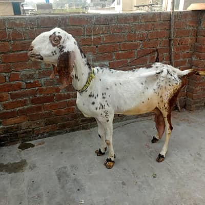 6 gi ha 70000