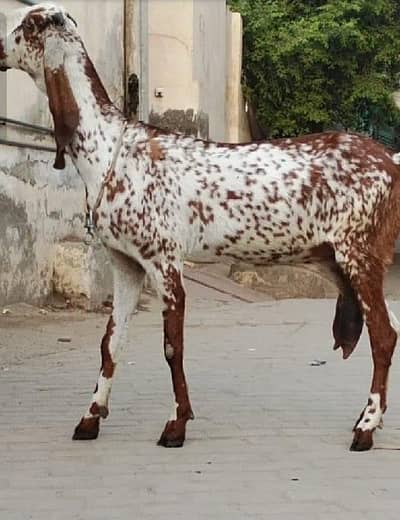 Cheeni Bakri 65 k Aor Beetal Bakra 52k on whatapp 03011579393