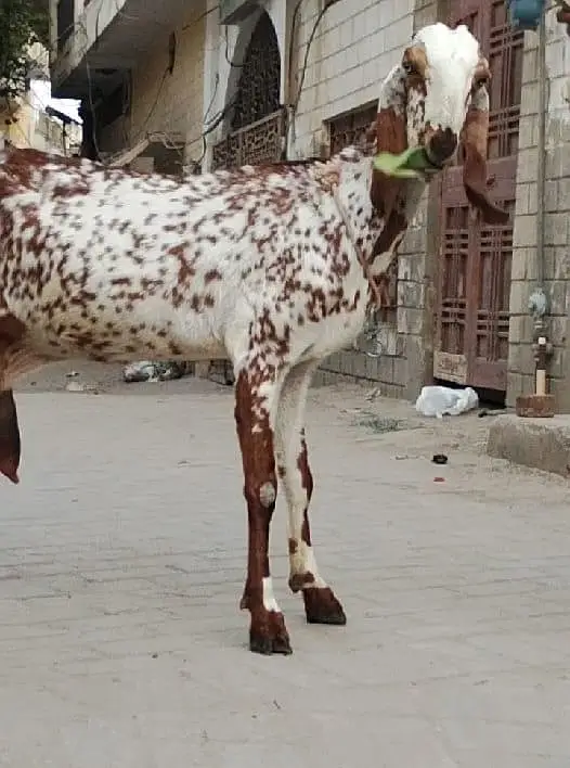 Cheeni Bakri 65 k Aor Beetal Bakra 52k on whatapp 03011579393 — photo 2