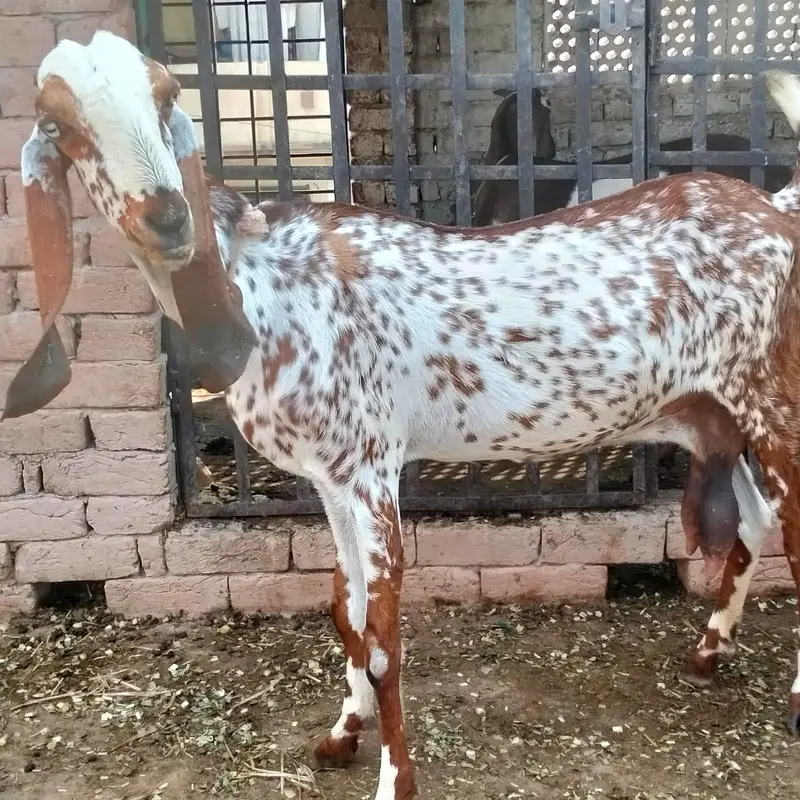 Cheeni Bakri 65 k Aor Beetal Bakra 52k on whatapp 03011579393 — photo 3