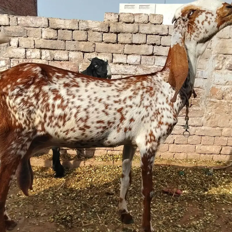 Cheeni Bakri 65 k Aor Beetal Bakra 52k on whatapp 03011579393 — photo 4