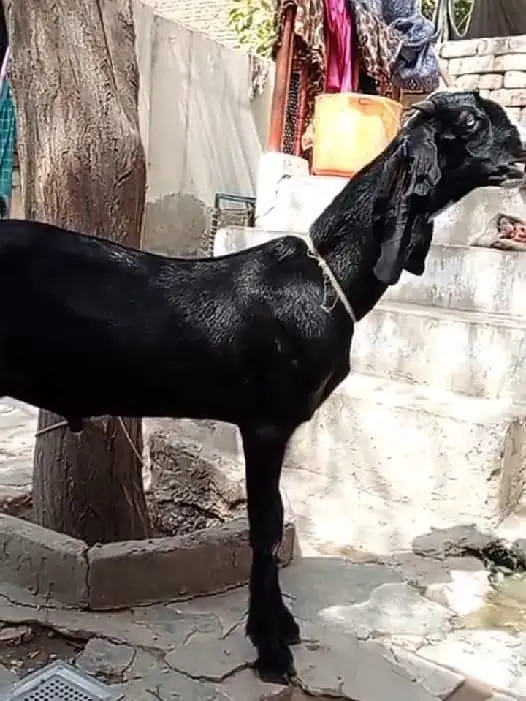 Cheeni Bakri 65 k Aor Beetal Bakra 52k on whatapp 03011579393 — photo 5