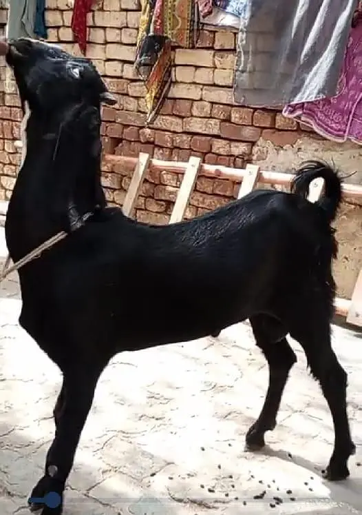 Cheeni Bakri 65 k Aor Beetal Bakra 52k on whatapp 03011579393 — photo 6