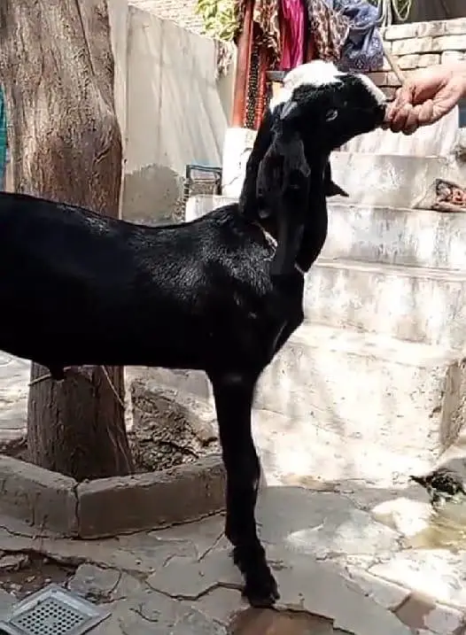 Cheeni Bakri 65 k Aor Beetal Bakra 52k on whatapp 03011579393 — photo 7
