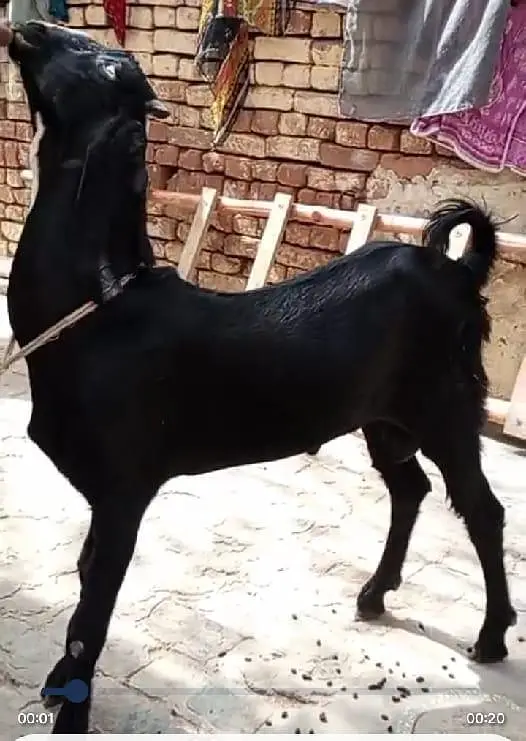 Cheeni Bakri 65 k Aor Beetal Bakra 52k on whatapp 03011579393 — photo 8