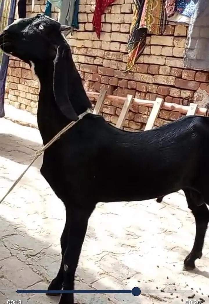 Cheeni Bakri 65 k Aor Beetal Bakra 52k on whatapp 03011579393 — photo 9