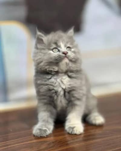 Persian kittens | triple coat | fluffy | 0327//64100//26