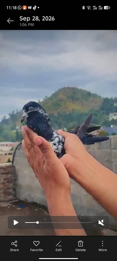 mashAllah out class pigeon