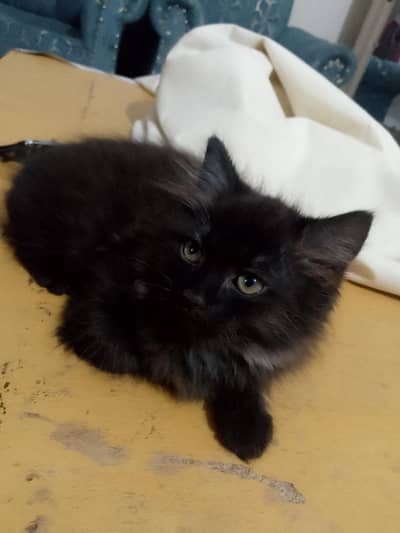 black persian kitten for sale