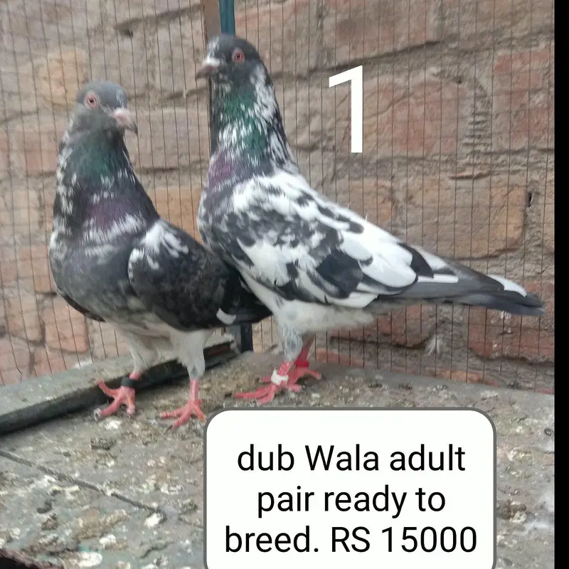 tadi golden dubwaly kamager — photo 3