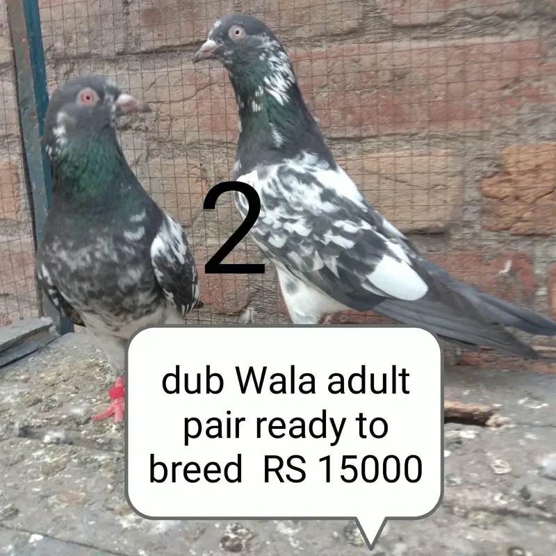 tadi golden dubwaly kamager — photo 7