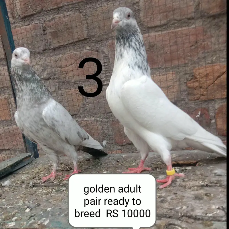 tadi golden dubwaly kamager — photo 11