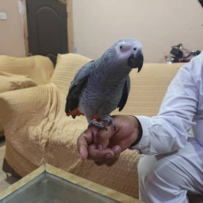 African Grey parrot