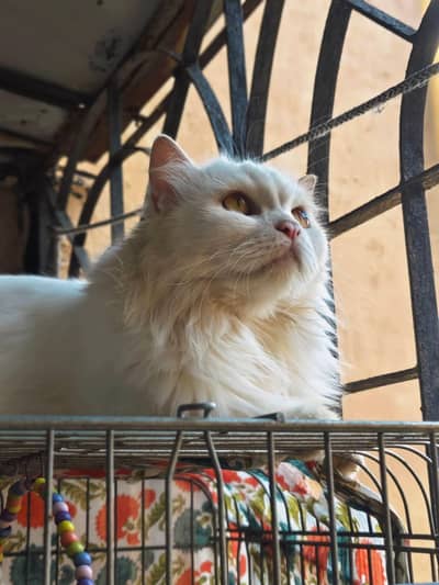 Pure white Persian Male available for new home