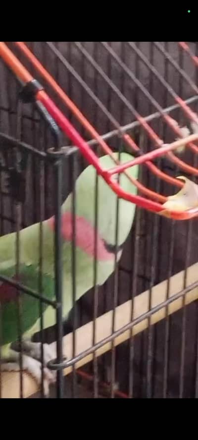 parrot for sale