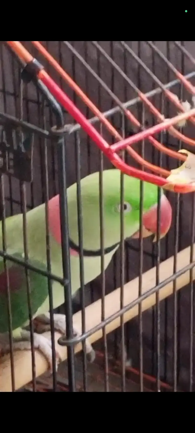 parrot for sale — photo 2