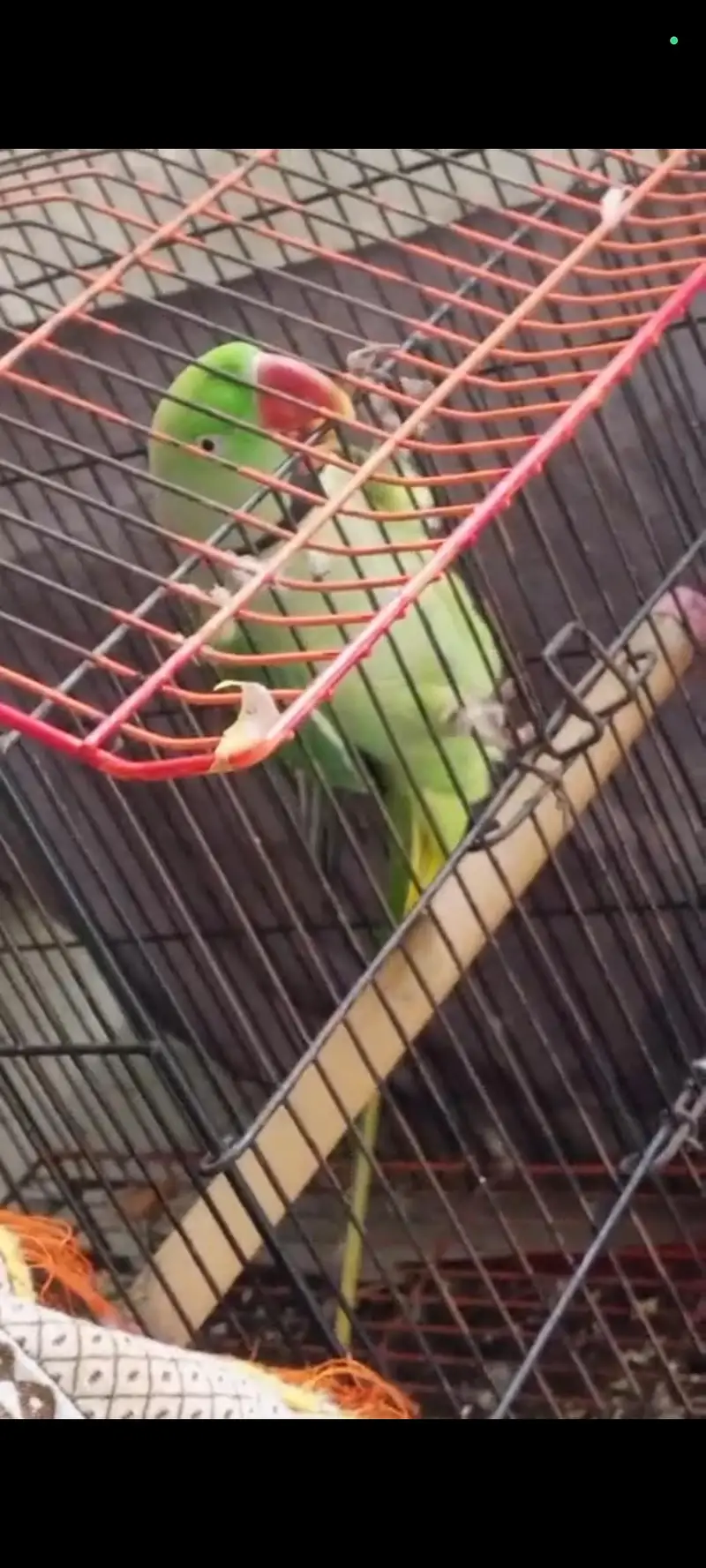 parrot for sale — photo 3
