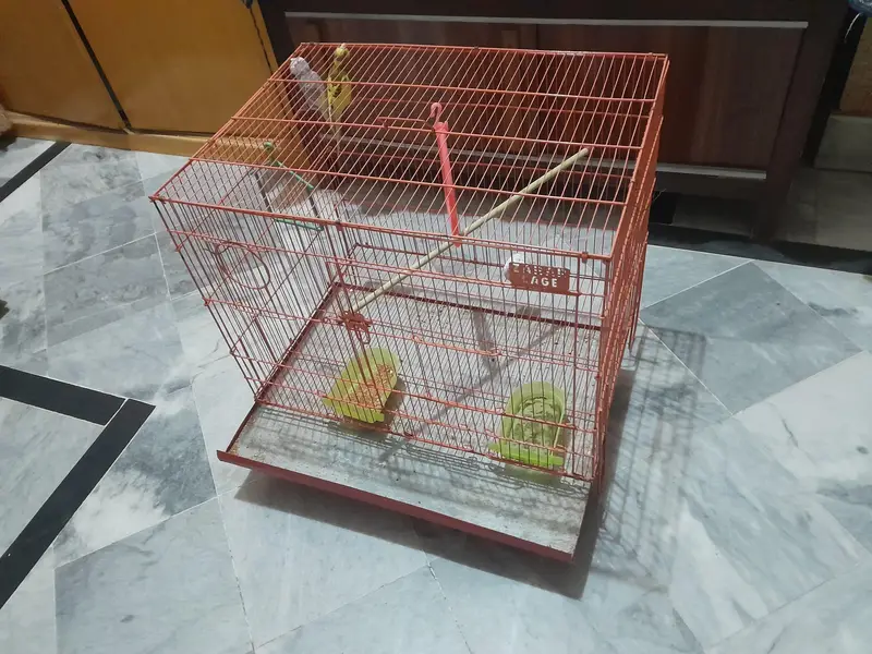 Birds Premium Matte Orange–Metal Cage with Complete Setup. — photo 2