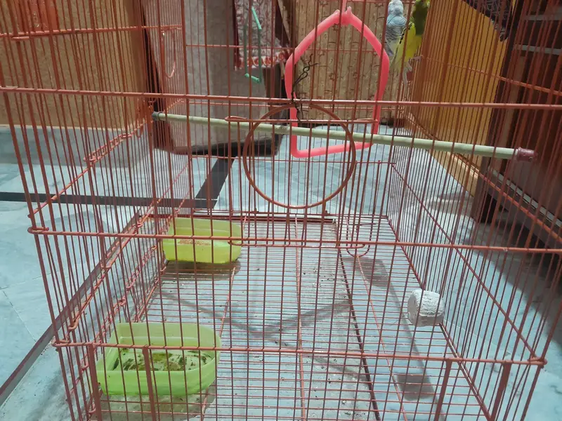 Birds Premium Matte Orange–Metal Cage with Complete Setup. — photo 3