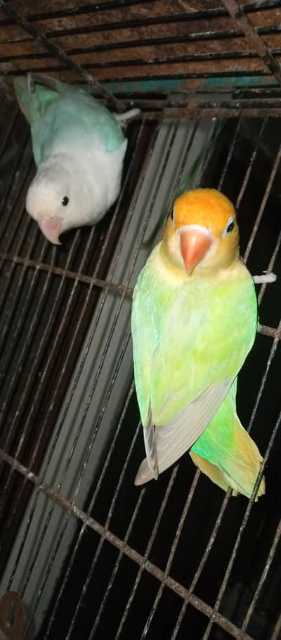 love birds  Delute opline pair for sale