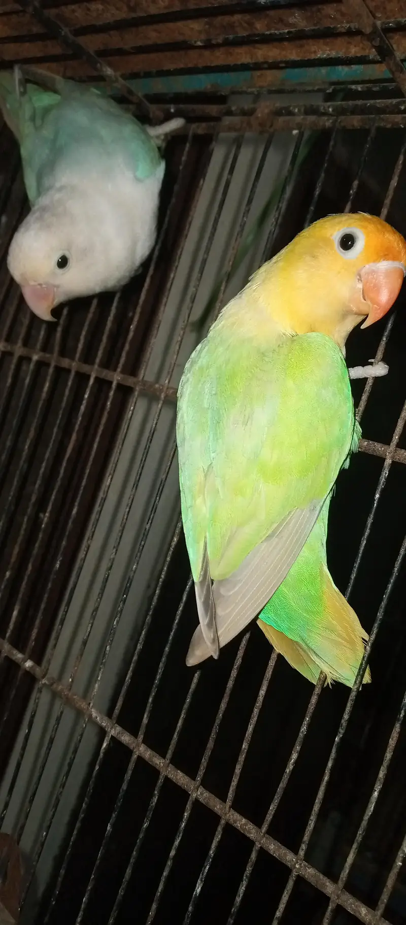 love birds  Delute opline pair for sale — photo 2