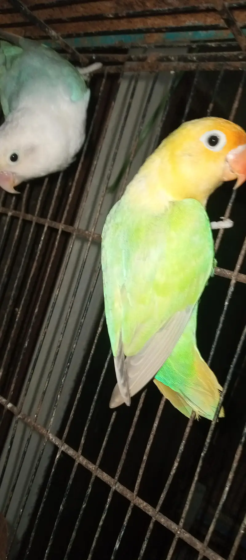 love birds  Delute opline pair for sale — photo 3