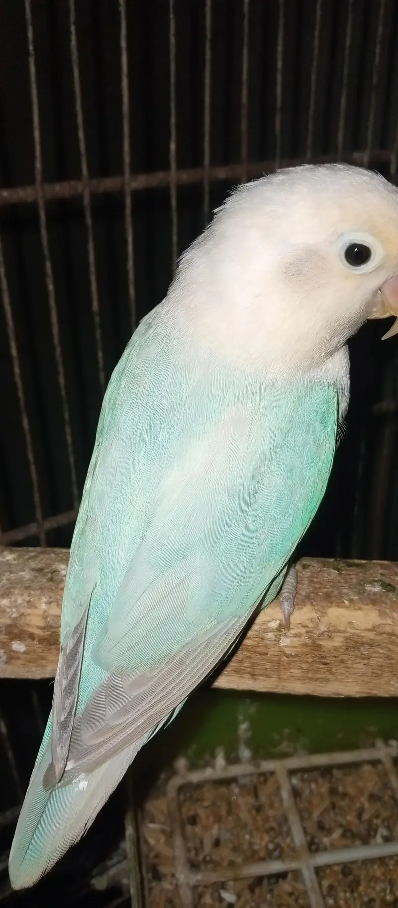 love birds  Delute opline pair for sale — photo 4