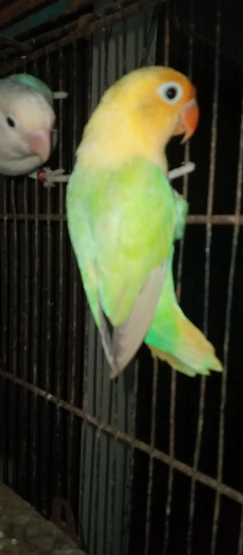 love birds  Delute opline pair for sale — photo 5