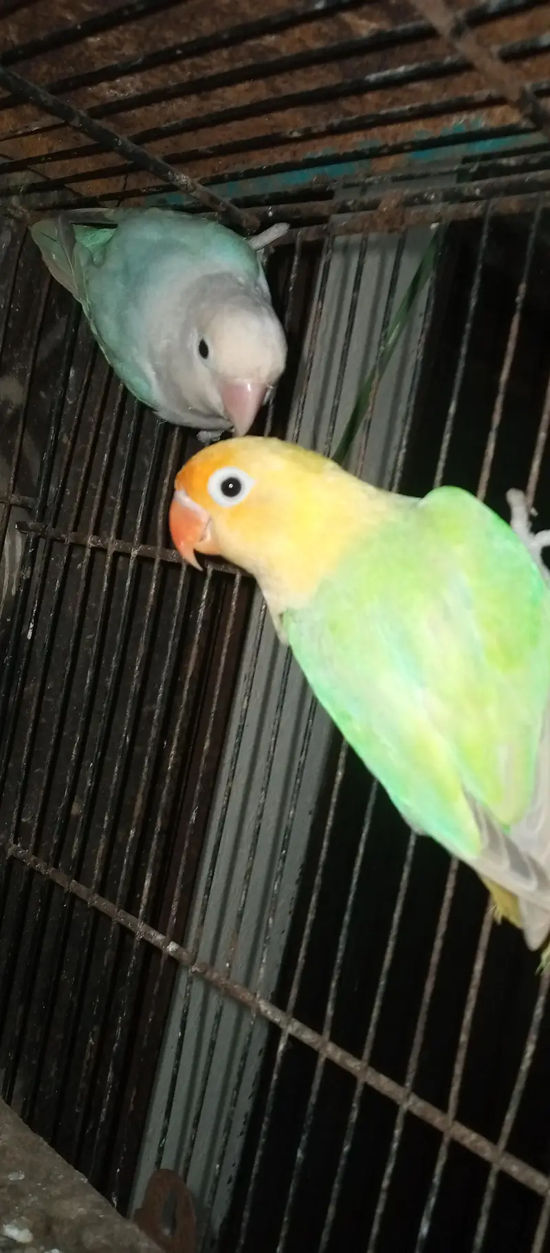 love birds  Delute opline pair for sale — photo 6