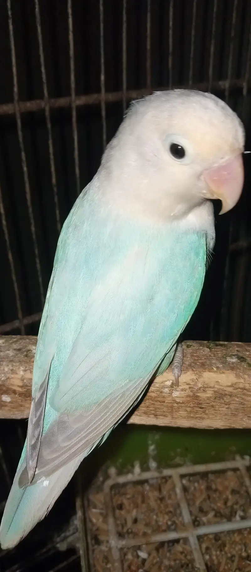 love birds  Delute opline pair for sale — photo 7