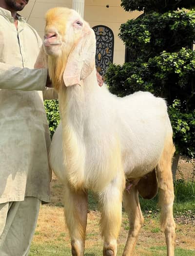 Rajan Puri Bakra . . heavy weight