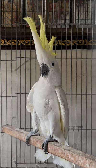 cockatoo