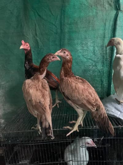 Trio set for sale home breed