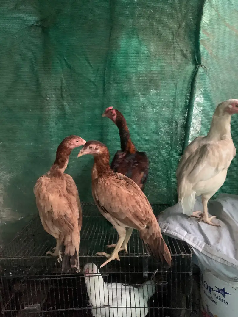 Trio set for sale home breed — photo 2