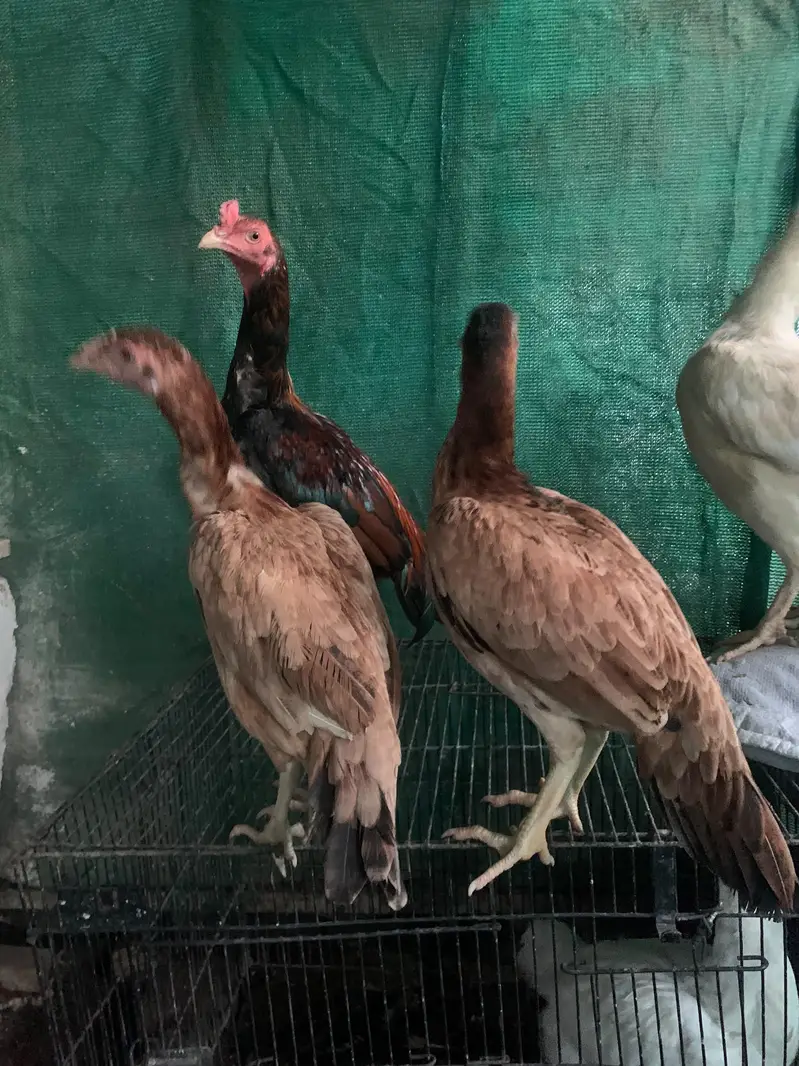 Trio set for sale home breed — photo 3