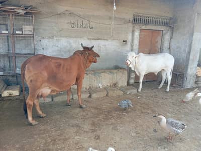 doodwali gae or bacha