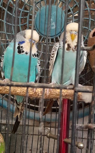 Exhibition Breeder pair