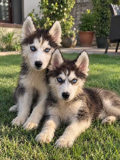 Siberian Husky Puppy | Husky puppies | wolly coat | Siberian Husky dog