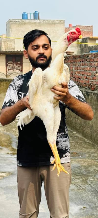 oh shamo chicks