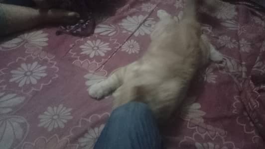 persion cat for sale in lahore