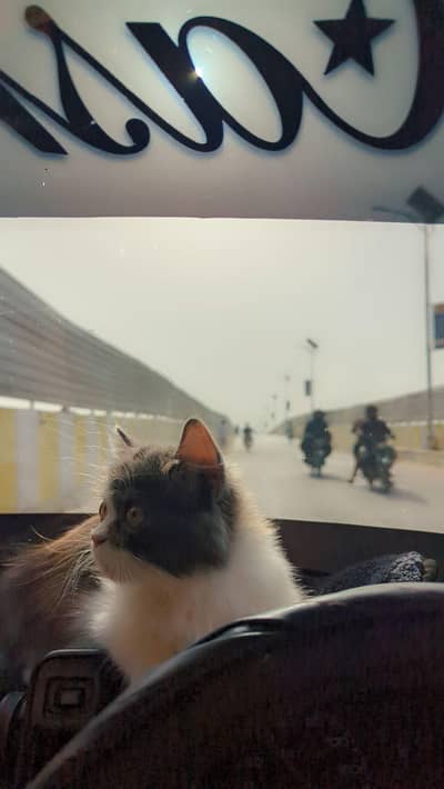 Persian Triple coated