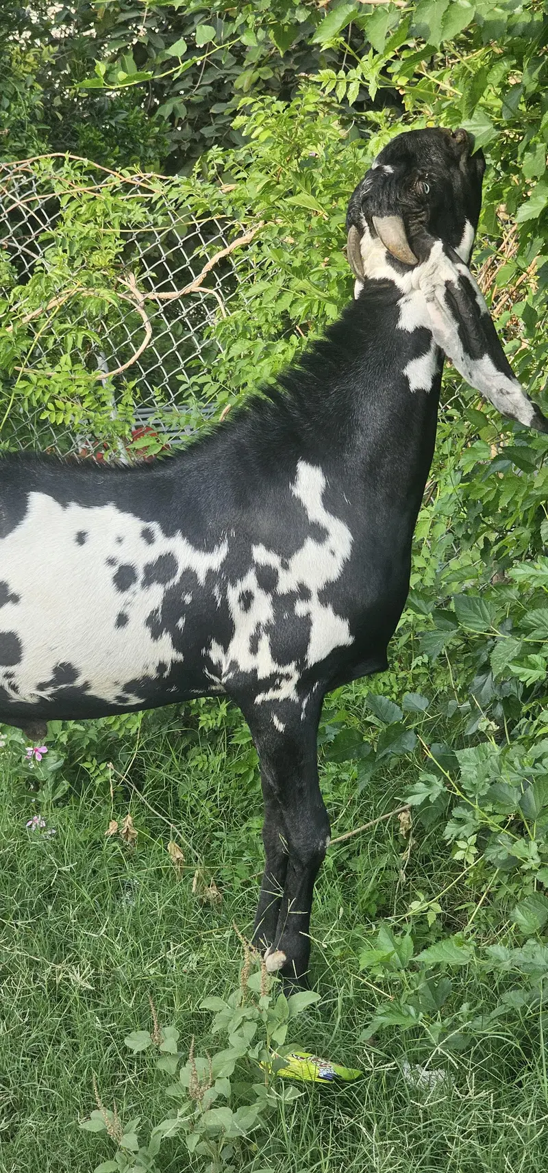 beetal — photo 2