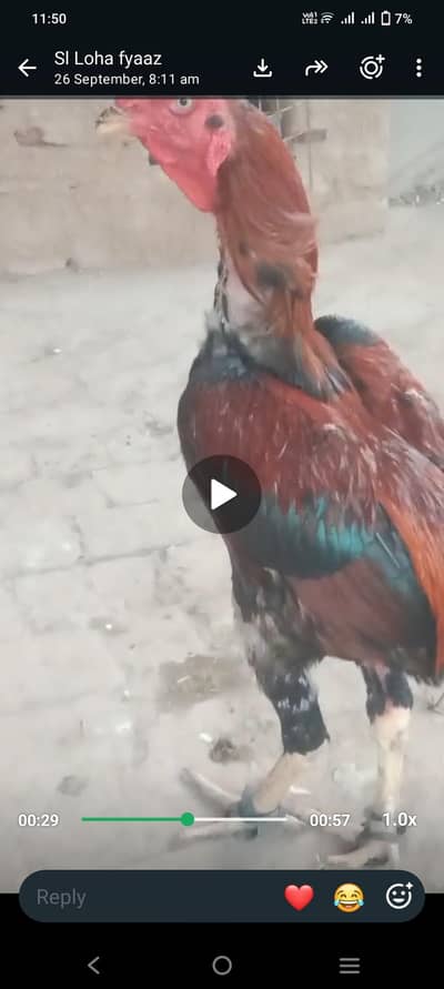 aseel big hitar murg