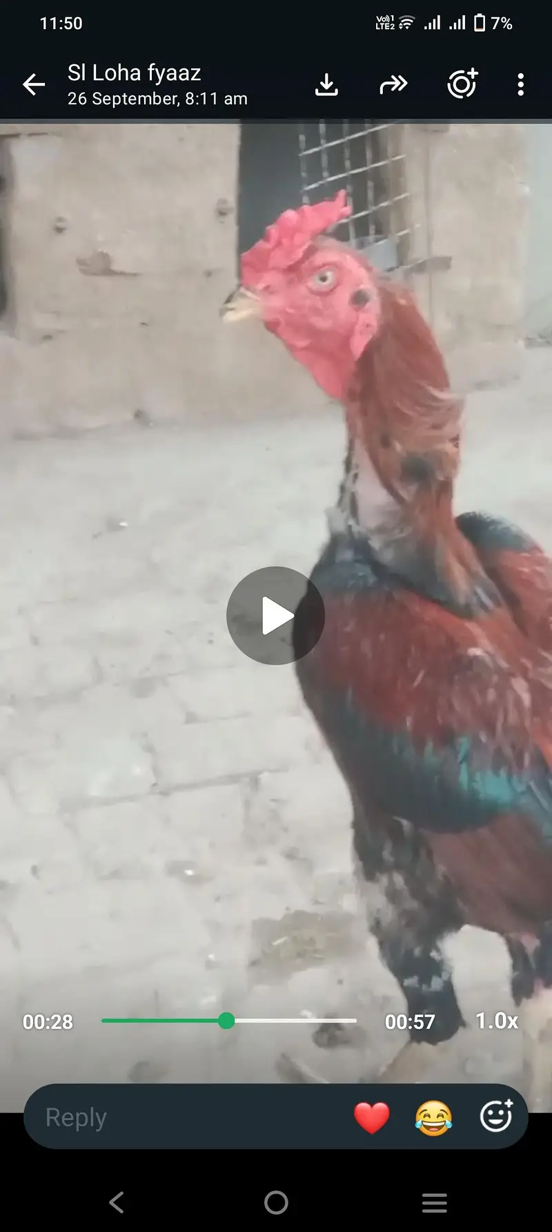 aseel big hitar murg — photo 2