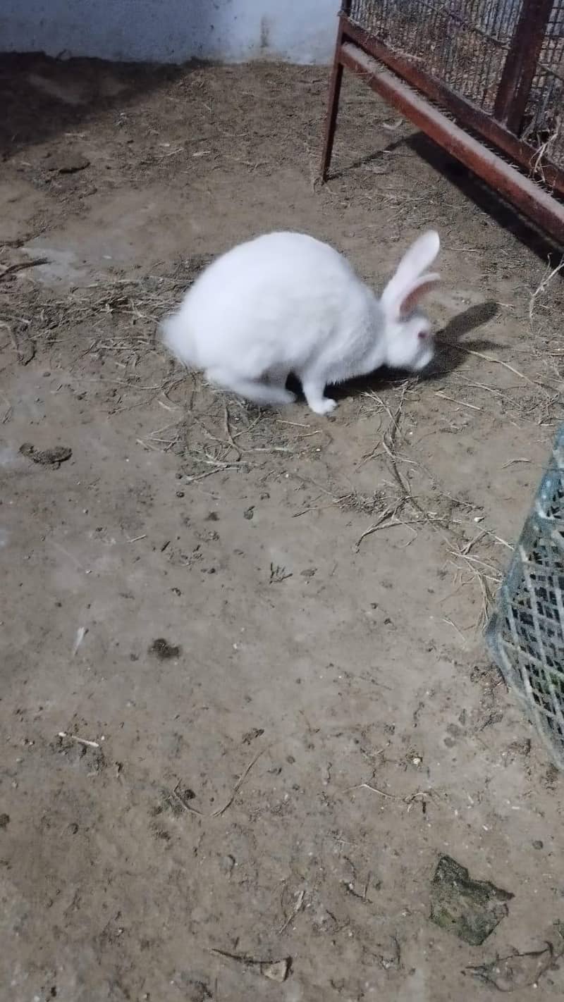 RABBIT PAIR AVAILABLE. 0