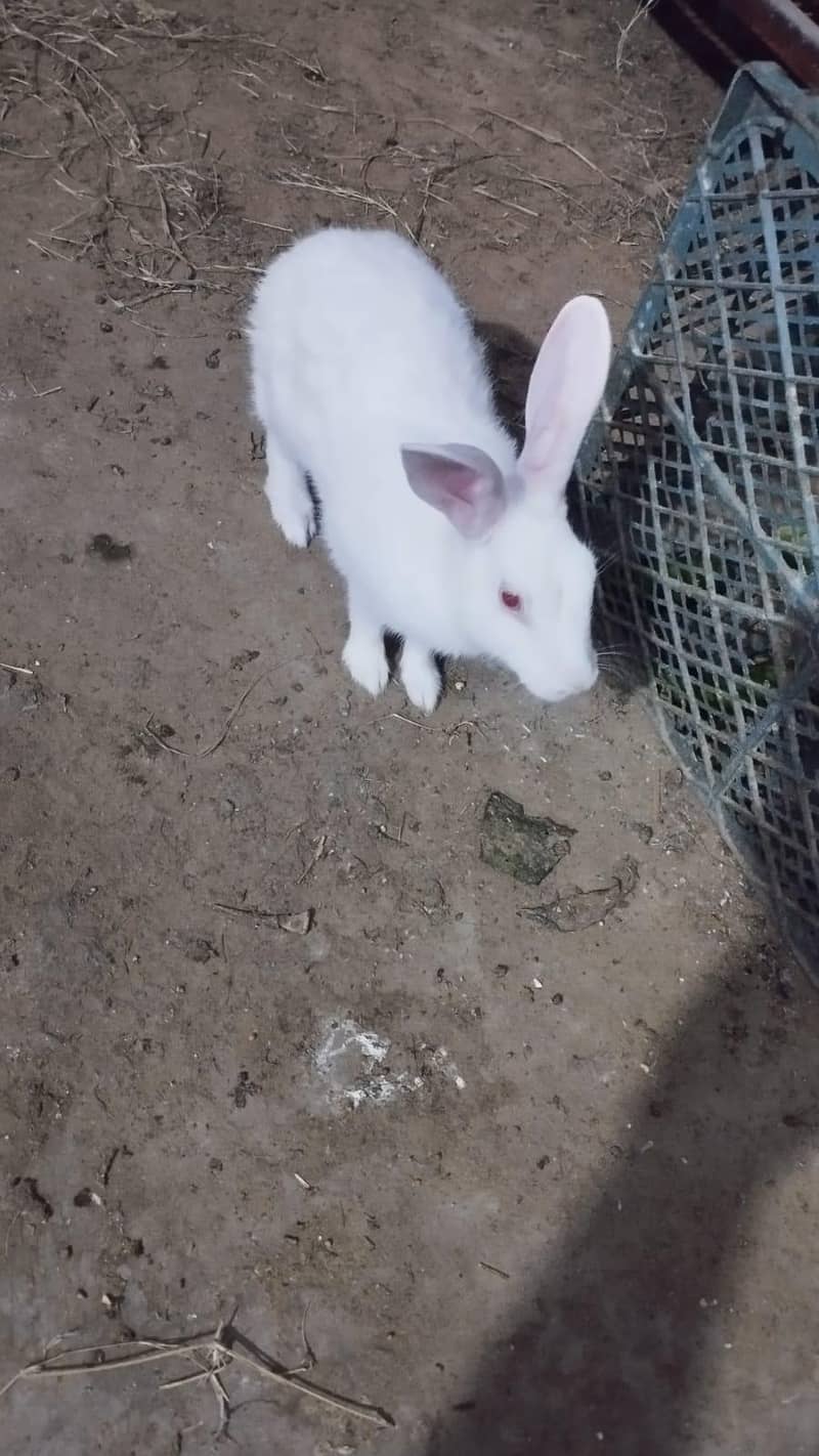 RABBIT PAIR AVAILABLE. 1
