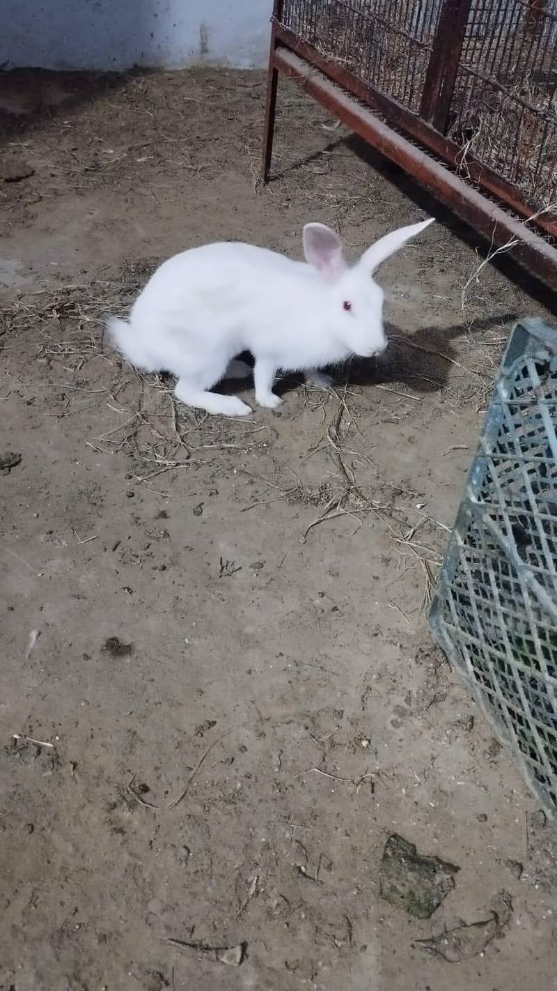 RABBIT PAIR AVAILABLE. 2